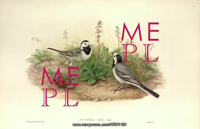 : Motacilla alba, white wagtail : Motacilla alba, white wagtail