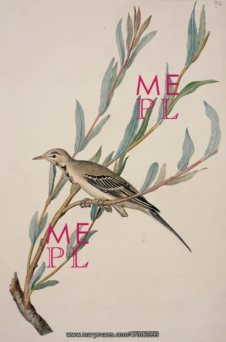 : Motacilla alba, white wagtail : Motacilla alba, white wagtail