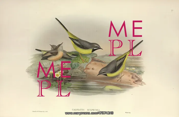 : Motacilla cinerea, grey wagtail : Motacilla cinerea, grey wagtail
