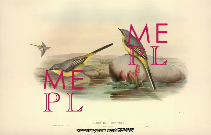 : Motacilla cinerea, grey wagtail : Motacilla cinerea, grey wagtail