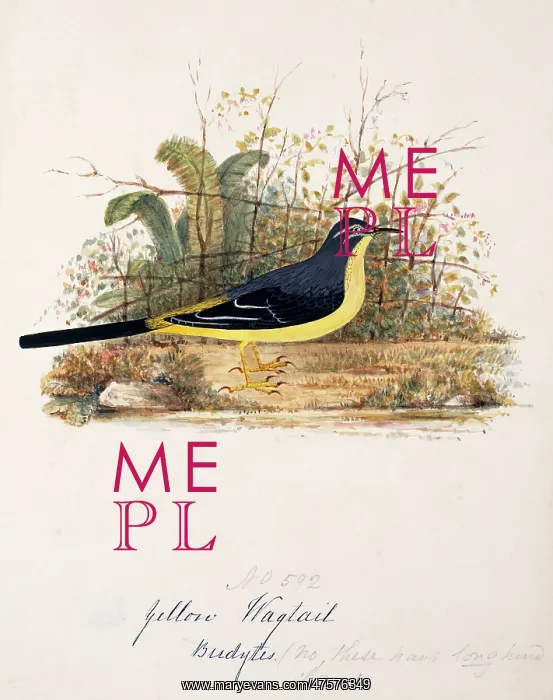 : Motacilla cinerea, grey wagtail : Motacilla cinerea, grey wagtail