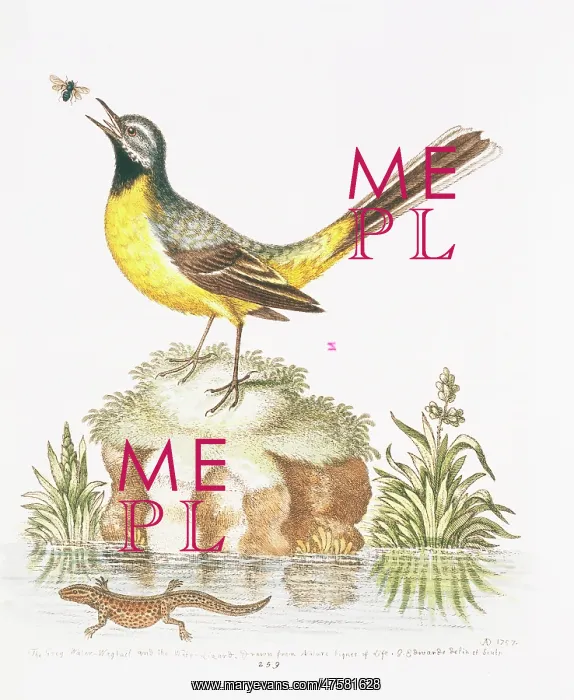 : Motacilla cinerea, grey wagtail : Motacilla cinerea, grey wagtail