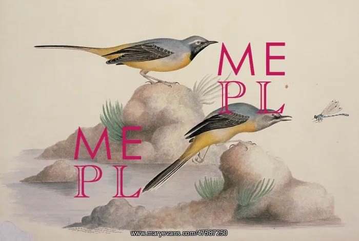 : Motacilla cinerea, grey wagtail : Motacilla cinerea, grey wagtail