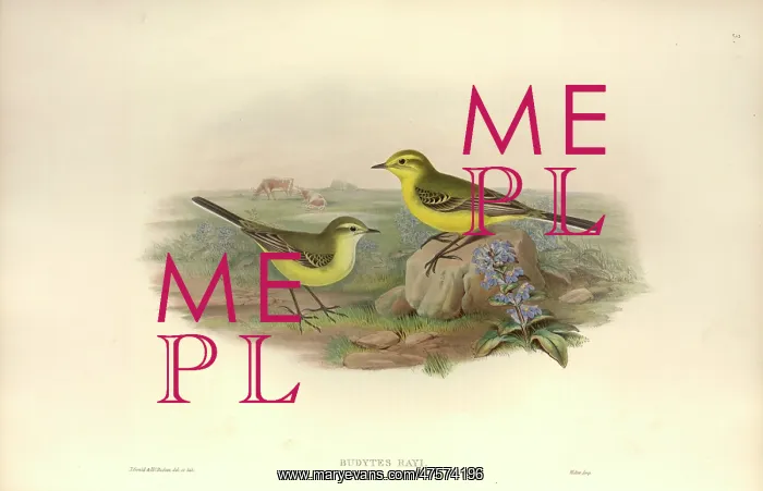 : Motacilla flava, yellow wagtail : Motacilla flava, yellow wagtail