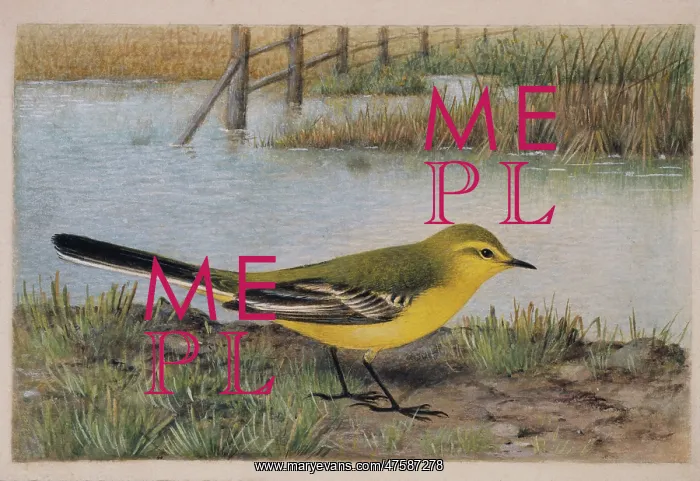 : Motacilla flava, yellow wagtail : Motacilla flava, yellow wagtail