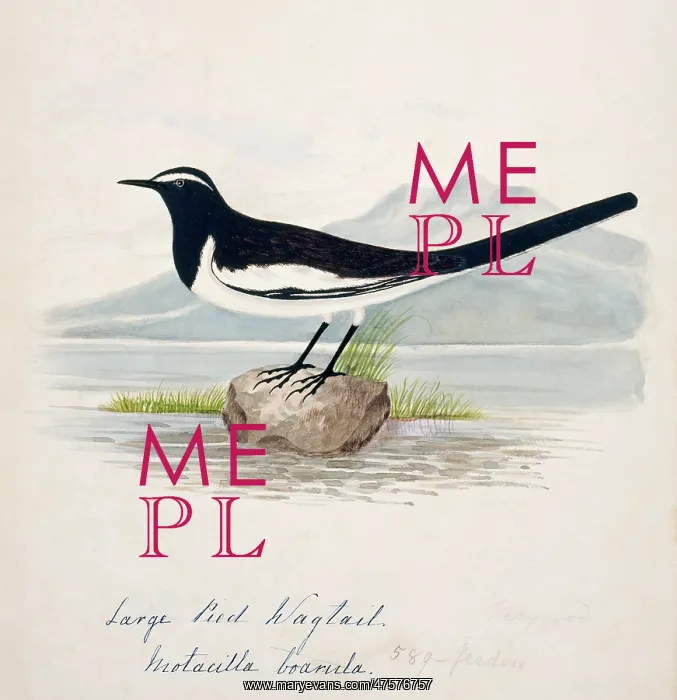 : Motacilla maderaspatensis, white-browed wagtail : Motacilla maderaspatensis, white-browed wagtail