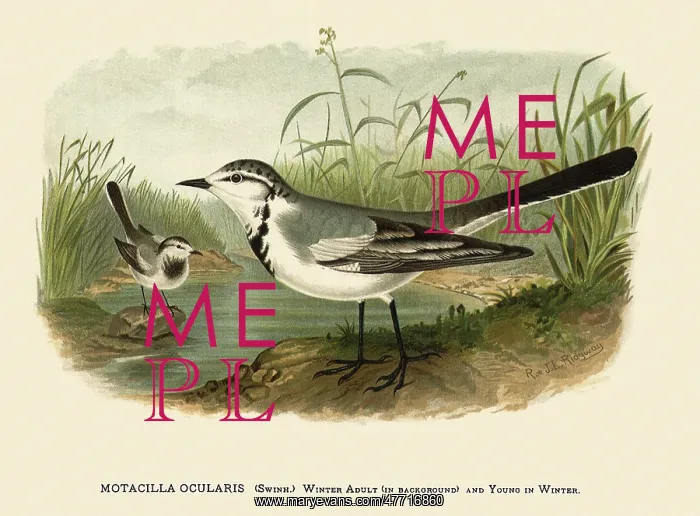  : Motacilla Ocularis