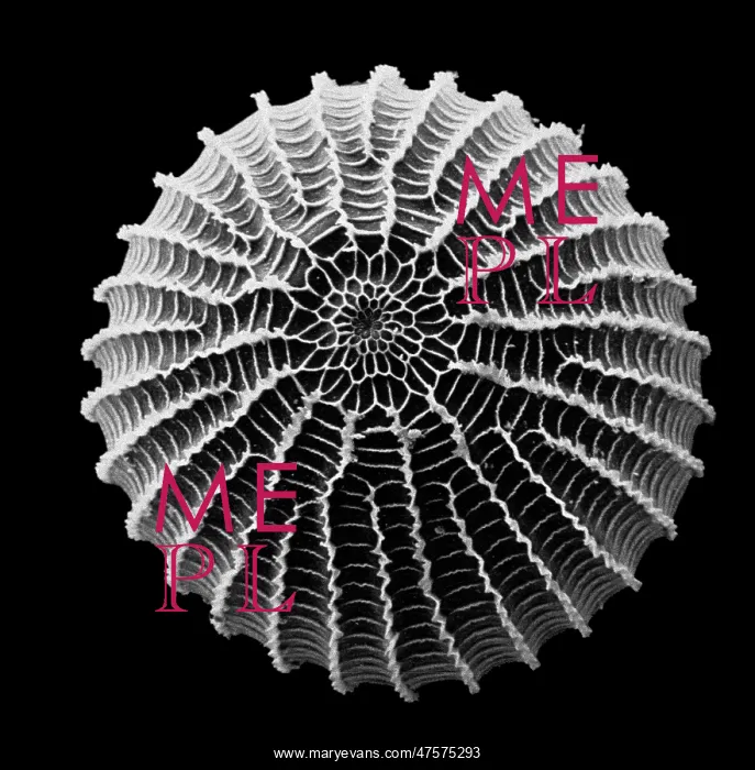 : Moth egg. Scanning electron microscope (SEM) image of a moth egg (x 90) : Moth egg. Scanning electron microscope (SEM) image of a moth egg (x 90)