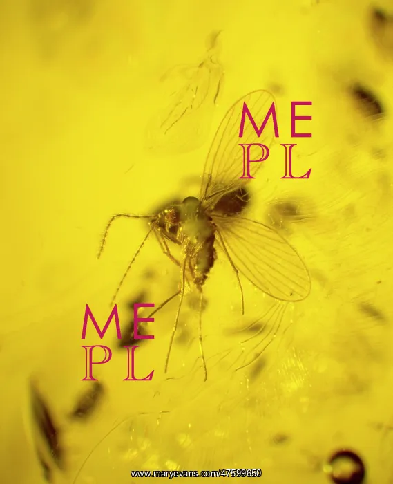: Moth fly in amber : Moth fly in amber