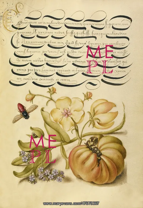 : Moth Mullein, Forget-Me-Not, and Tomato, 1561 : Moth Mullein, Forget-Me-Not, and Tomato, 1561
