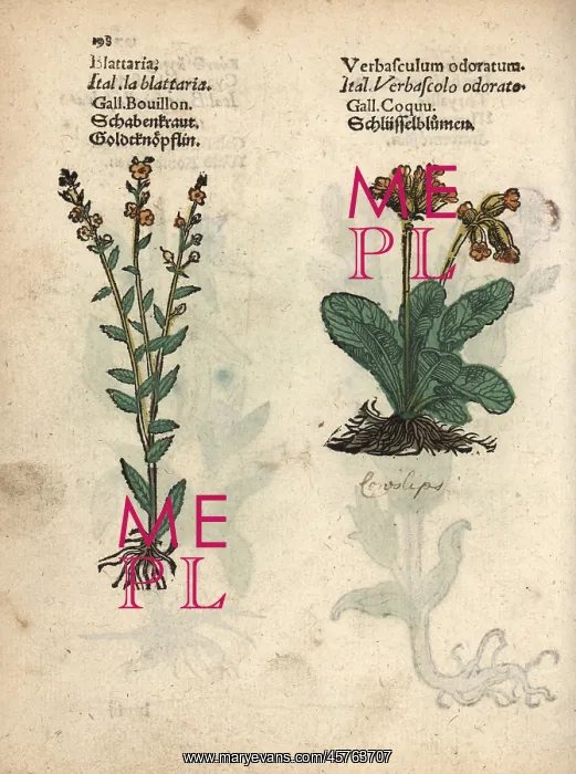 : Moth mullein, Verbascum blattaria, and cowslip : Moth mullein, Verbascum blattaria, and cowslip