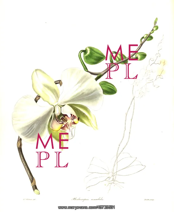 : Moth orchid, Phalaenopsis amabilis : Moth orchid, Phalaenopsis amabilis