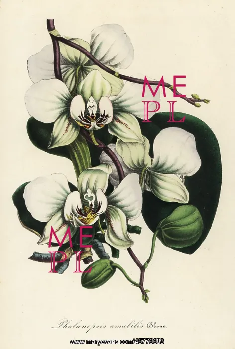 : Moth orchid, Phalaenopsis amabilis : Moth orchid, Phalaenopsis amabilis