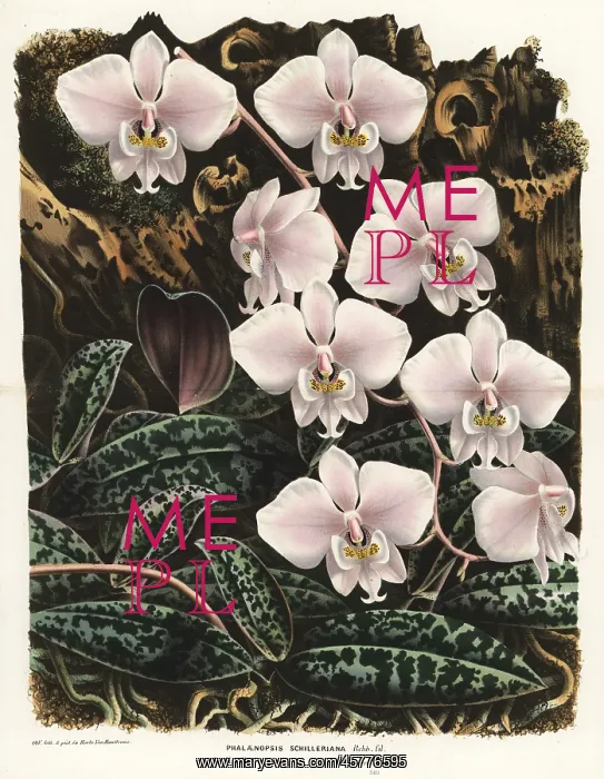 : Moth orchid, Phalaenopsis schilleriana : Moth orchid, Phalaenopsis schilleriana