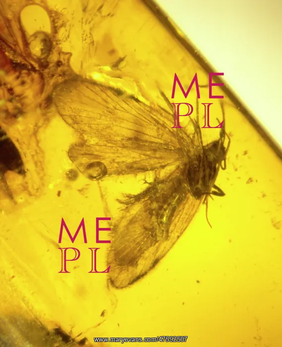 : Moth preserved in Baltic amber : Moth preserved in Baltic amber
