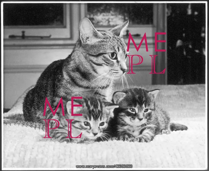 : Mother cat with kittens : Mother cat with kittens