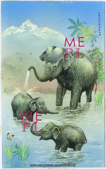 : Mother elephant and two young ones bathing : Mother elephant and two young ones bathing