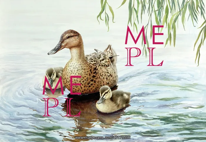 : Mother Mallard and Two Ducklings : Mother Mallard and Two Ducklings