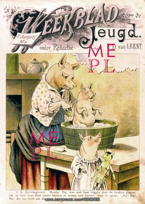 : Mother pig in kitchen with two piglets : Mother pig in kitchen with two piglets