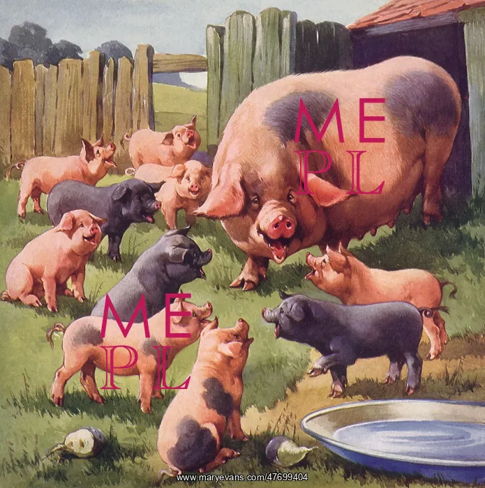  : Mother and Piglets
