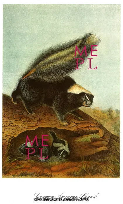  : Mother Skunk and Young