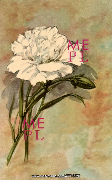  : Mother's Day Carnation