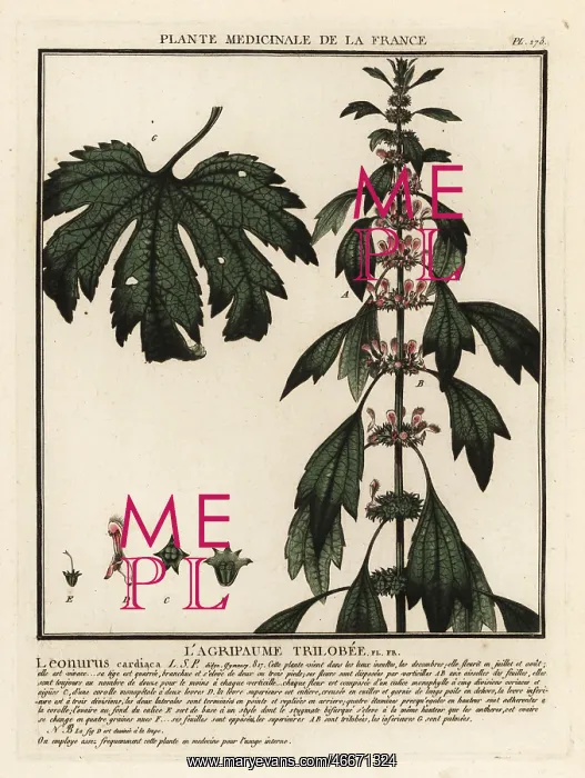 : Motherwort, Leonurus cardiaca : Motherwort, Leonurus cardiaca