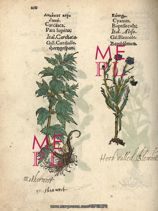 : Motherwort, Leonurus cardiaca, and cornflower : Motherwort, Leonurus cardiaca, and cornflower