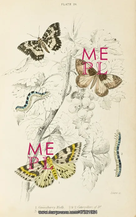  : THREE MORE MOTHS