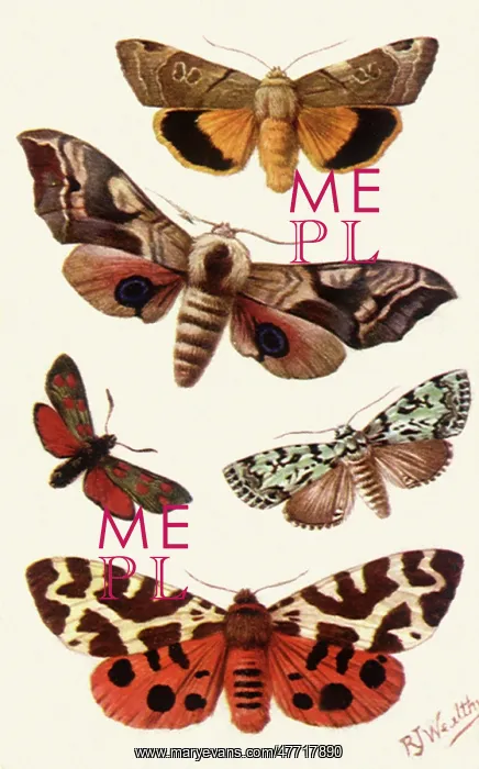 : Moths of Britain : Moths of Britain