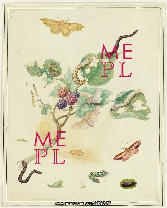 : Moths by Edward Donovan (1768 - 1837), artist : Moths by Edward Donovan (1768 - 1837), artist