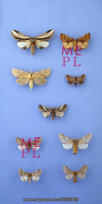 : Moths of the family Notodontidae : Moths of the family Notodontidae