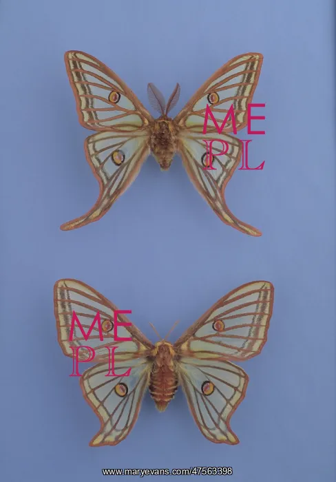 : Moths of the family Saturniidae : Moths of the family Saturniidae