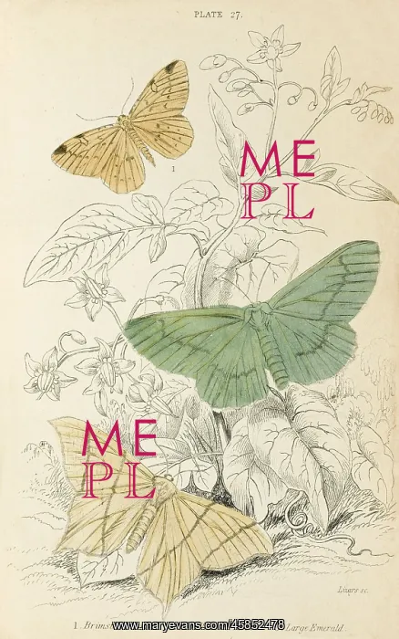  : MOTHS / LIZARS 1880