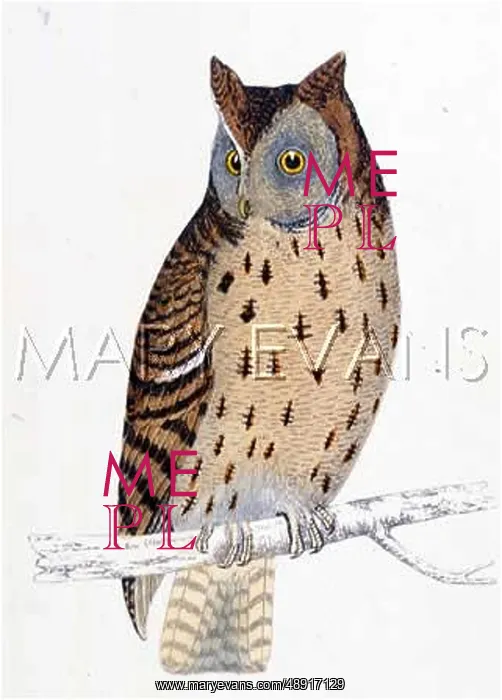 : MOTTLED OWL (MORRIS) : MOTTLED OWL (MORRIS)