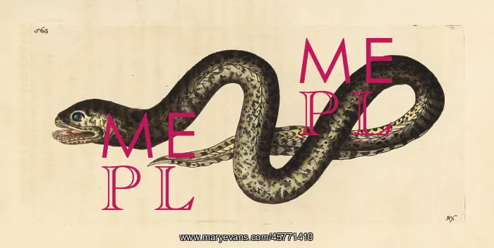  : Mottled swamp eel, Synbranchus marmoratus
