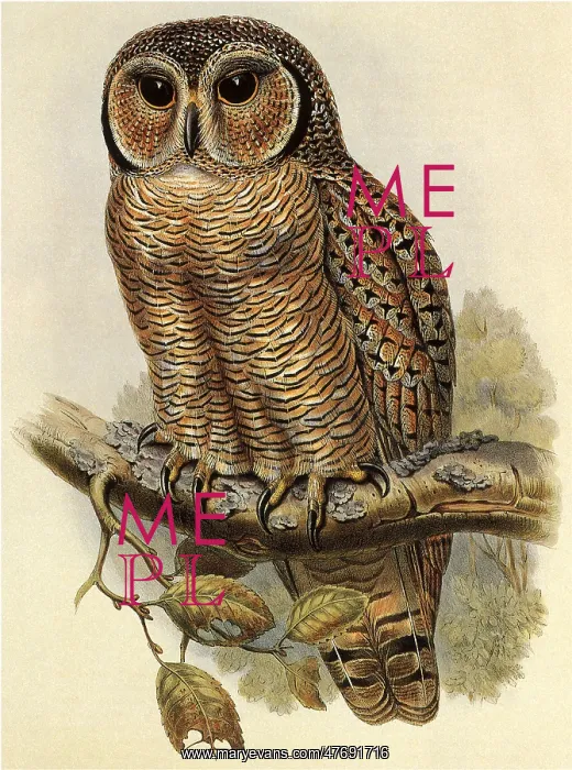  : Mottled Wood Owl, Strix ocellata