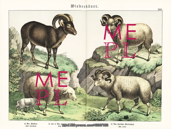 : Moufflon, sheep and merino sheep : Moufflon, sheep and merino sheep