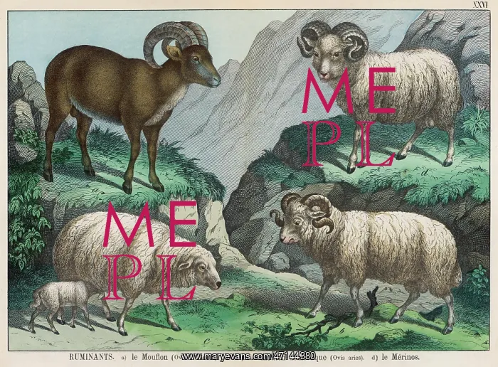 : Mouflon, Domestic Sheep and Merino : Mouflon, Domestic Sheep and Merino