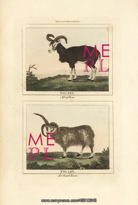 : Mouflon and Iceland ram : Mouflon and Iceland ram