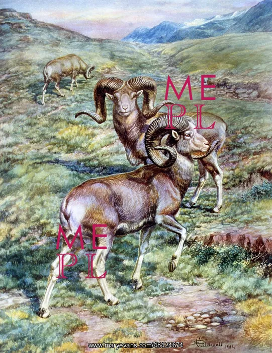  : Mouflon rams, European wild sheep