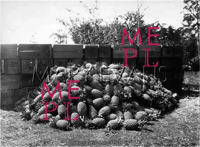 : MOUND OF PINEAPPLES : MOUND OF PINEAPPLES