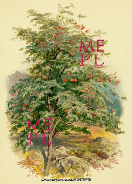 : MOUNTAIN ASH TREE : MOUNTAIN ASH TREE