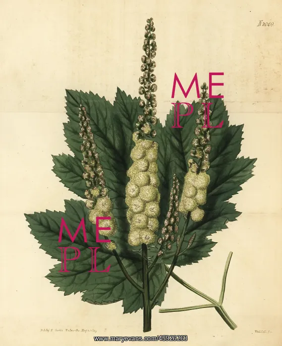 : Mountain black-cohosh, Actaea podocarpa : Mountain black-cohosh, Actaea podocarpa