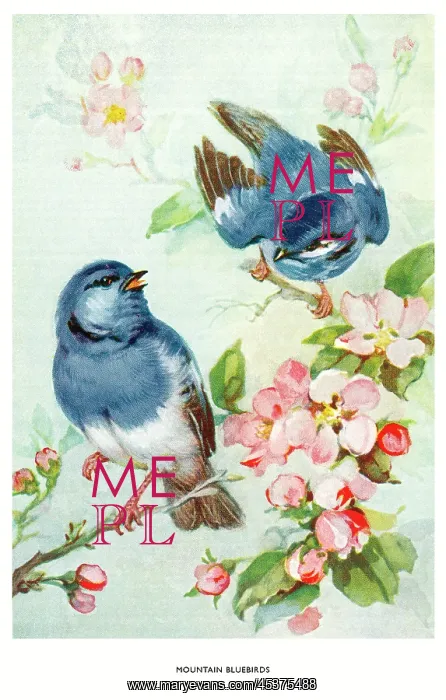 : Mountain bluebirds : Mountain bluebirds