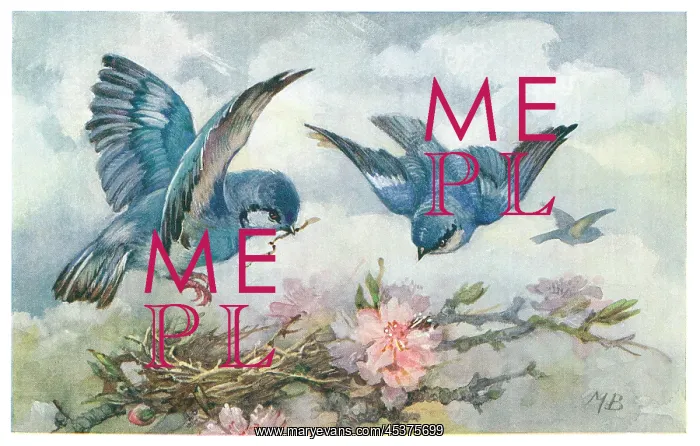 : Mountain bluebirds : Mountain bluebirds