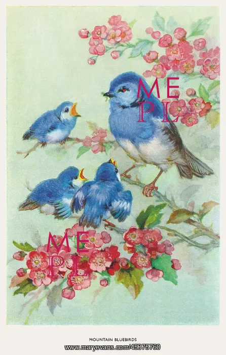 : Mountain bluebirds : Mountain bluebirds