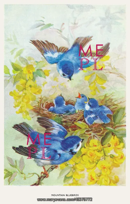 : Mountain bluebirds : Mountain bluebirds