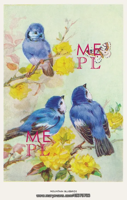 : Mountain bluebirds : Mountain bluebirds