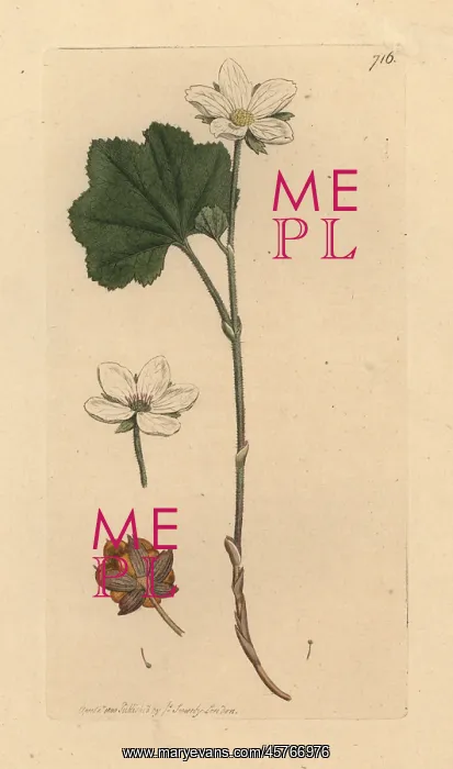 : Mountain bramble or cloudberry, Rubus chamaemorus : Mountain bramble or cloudberry, Rubus chamaemorus